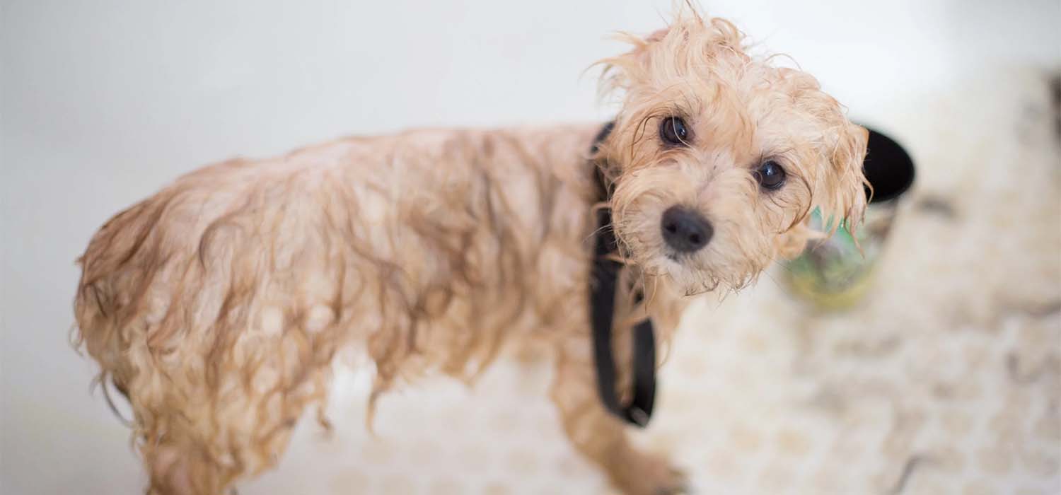 Useful Tips to Pet-proof Your Home's Plumbing