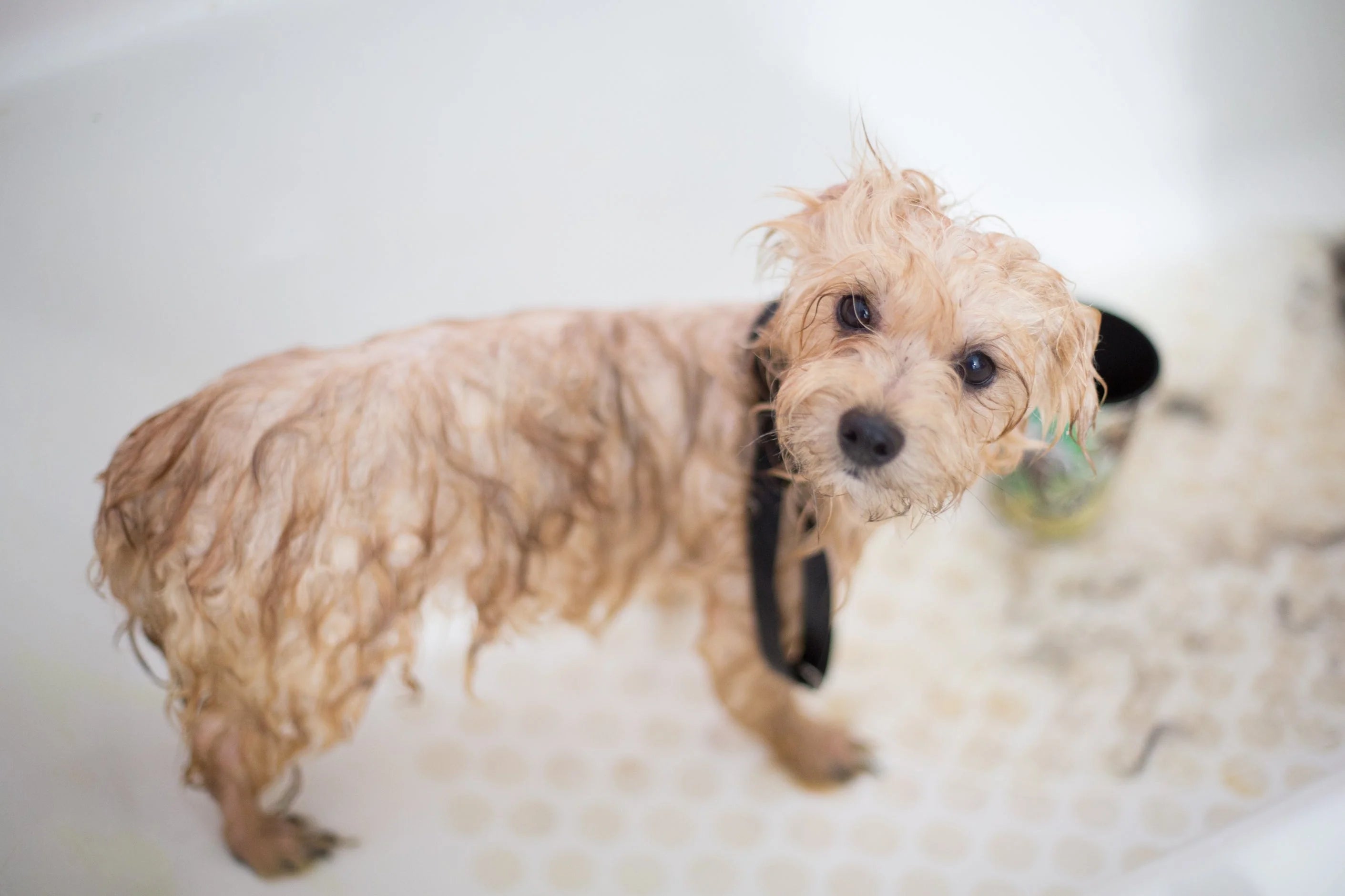 Useful Tips to Pet-proof Your Home's Plumbing